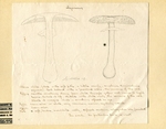 Agaricus mappa by Charles J. Sprague