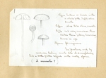 Agaricus vervacti by Charles J. Sprague